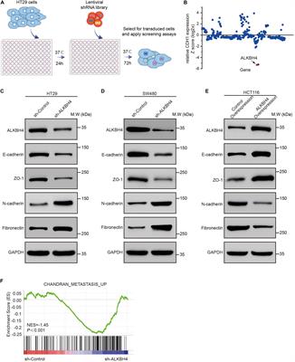 ALKBH4 Functions as a Suppressor of Colorectal Cancer Metastasis via Competitively Binding to WDR5